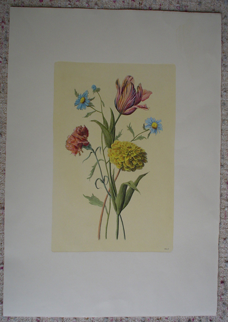 Botanical, Mixed Flowers Striped Tulip by unknown artist, shown with full margins - restrike etching, hand-coloured original print