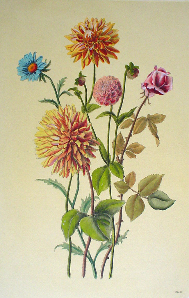 Botanical, Mixed Flowers Dahlia by unknown artist - hand-coloured original print