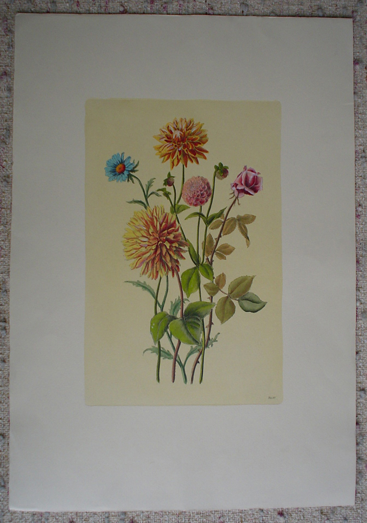 Botanical, Mixed Flowers Dahlia by unknown artist, shown with full margins - hand-coloured original print