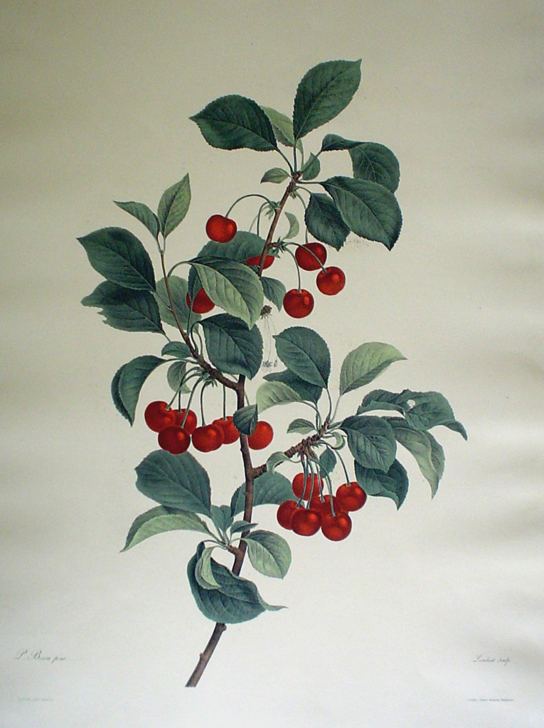 Botanical, Cherries by unknown artist - restrike etching, hand-coloured original print