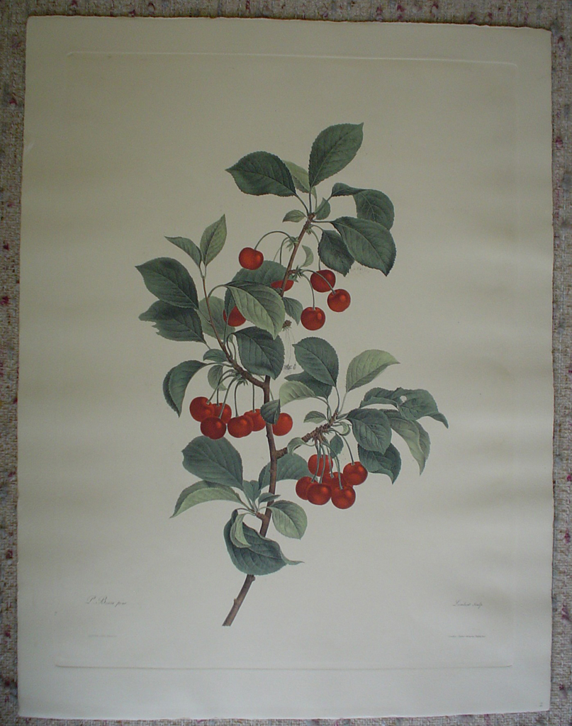 Botanical, Cherries by unknown artist, shown with full margins - restrike etching, hand-coloured original print