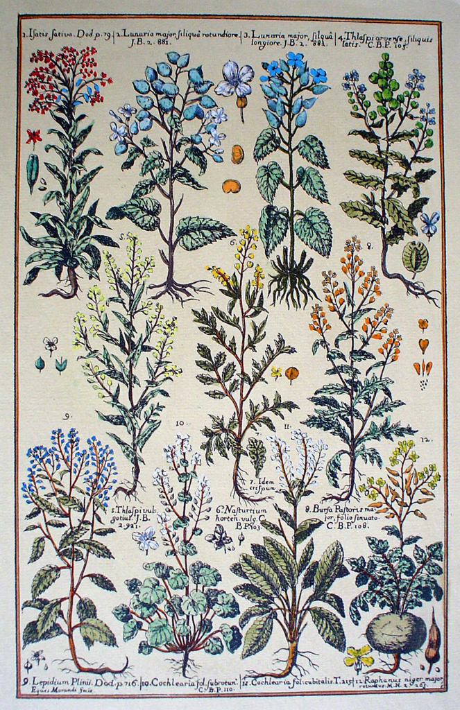 Botanical, Satis Sativa Lunaria And More by unknown artist, shown with full margins - restrike etching, hand-coloured original print