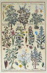 Botanical, Chelidonium Fumaria And More by unknown artist - restrike etching, hand-coloured original print