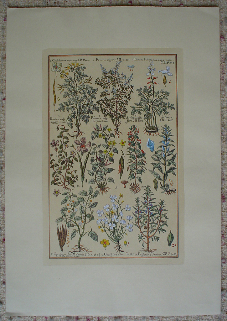 Botanical, Chelidonium Fumaria And More by unknown artist, shown with full margins - restrike etching, hand-coloured original print