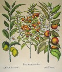 Botanical, Pomo Aurantia by unknown artist - restrike etching, hand-coloured original print