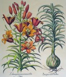 Botanical, Lilium Purpureum Marus by unknown artist - restrike etching, hand-coloured original print