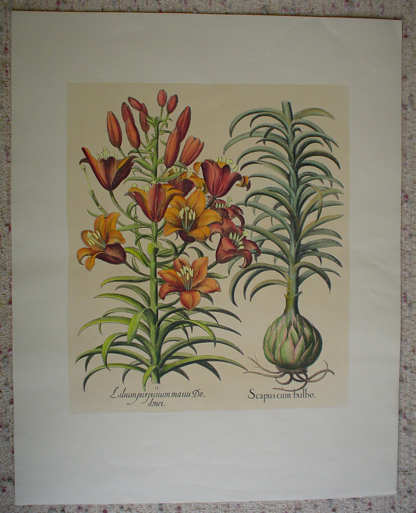 Botanical, Lilium Purpureum Marus by unknown artist, shown with full margins - restrike etching, hand-coloured original print