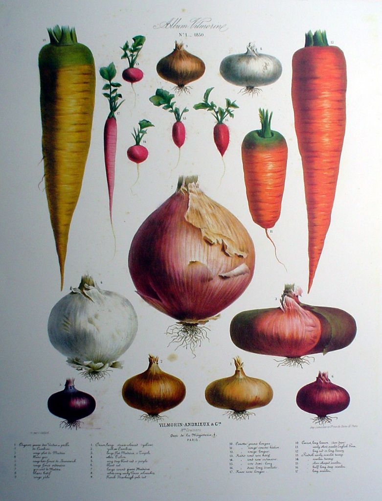 Botanical No.1,1850 Onions Carrots Radishes by Vilmorin Seed Co - offset lithograph fine art print