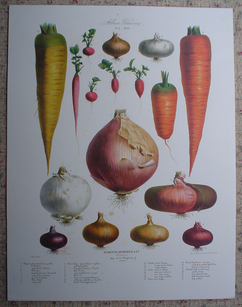 Botanical No.1,1850 Onions Carrots Radishes by Vilmorin Seed Co, shown with full margins - offset lithograph fine art print
