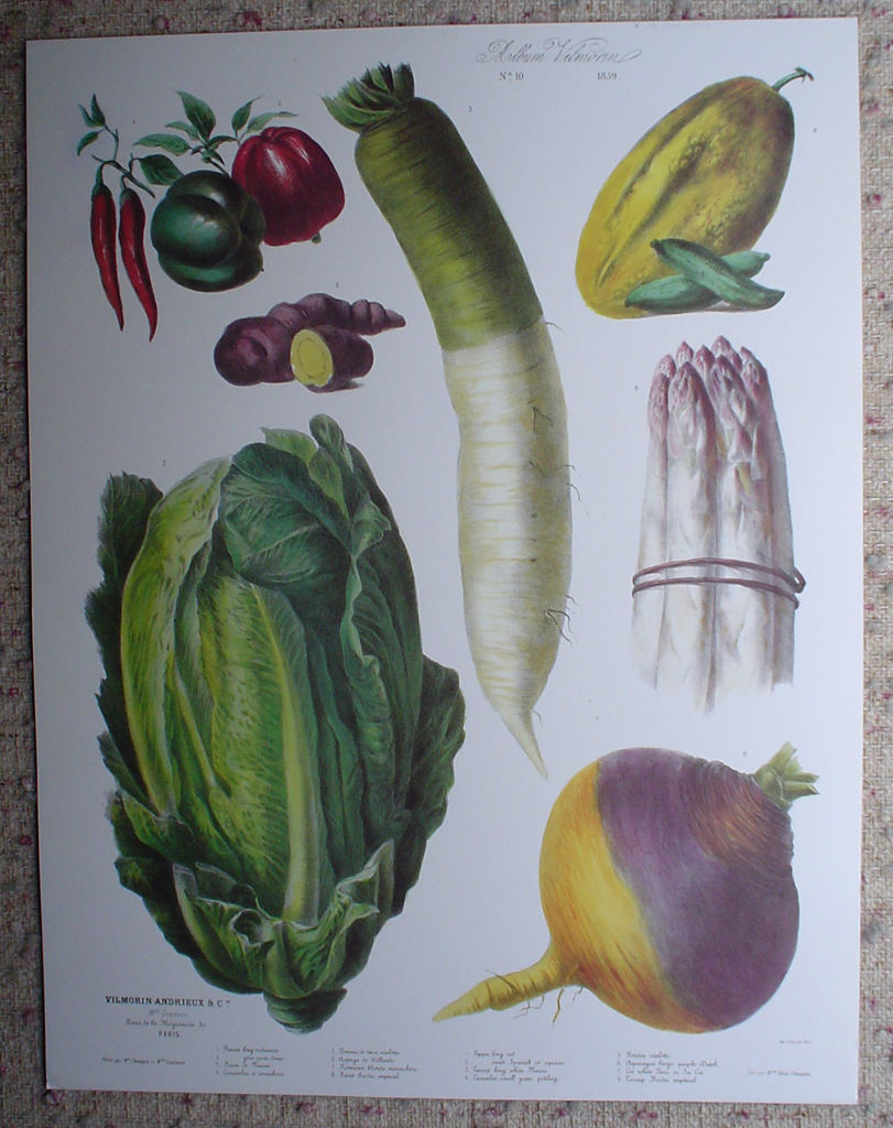 Botanical No.10,1859 Cucumber Asparagus Turnip Pepper Potato Lettuce by Vilmorin Seed Co, shown with full margins - offset lithograph fine art print