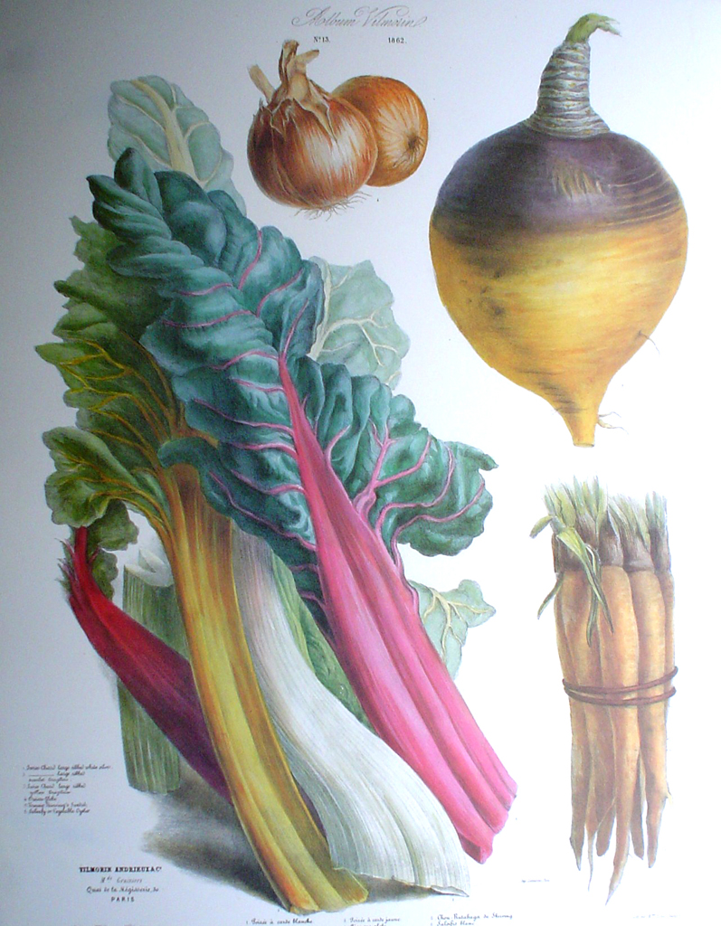 Botanical No.13,1862 Swiss Chard Vegetable Oyster Turnip Onion by Vilmorin Seed Co - offset lithograph fine art print