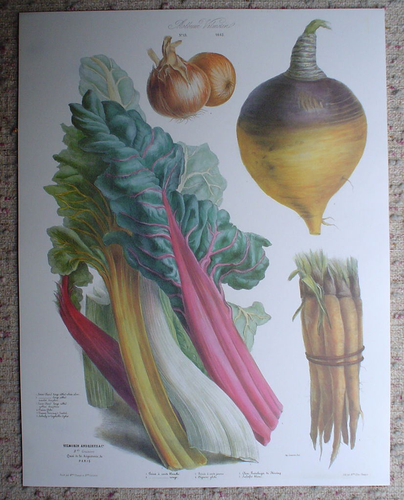 Botanical No.13,1862 Swiss Chard Vegetable Oyster Turnip Onion by Vilmorin Seed Co, shown with full margins - offset lithograph fine art print