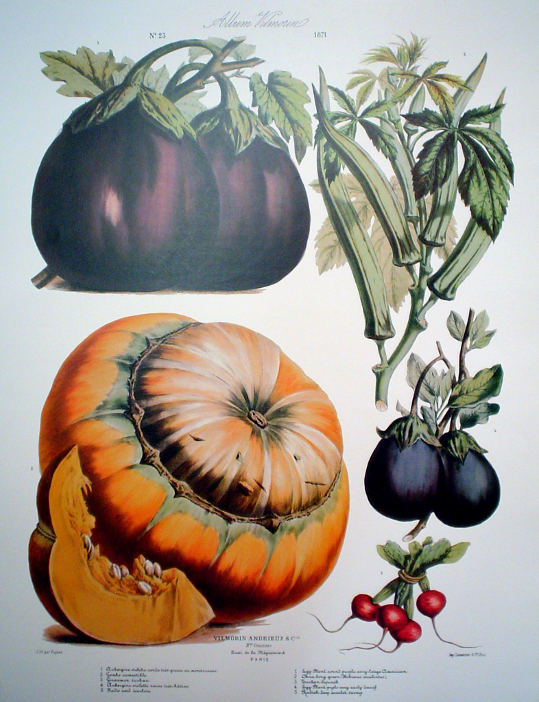 Botanical No.23,1871 Eggplant Squash Radish Okra by Vilmorin Seed Co - offset lithograph fine art print