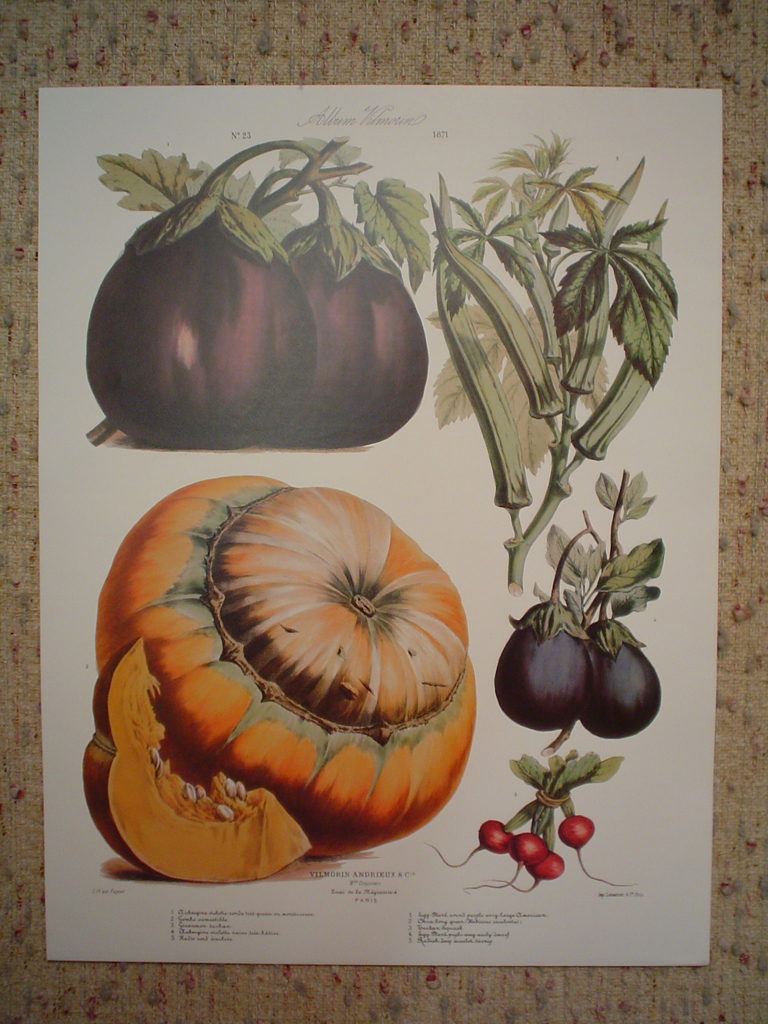 Botanical No.23,1871 Eggplant Squash Radish Okra by Vilmorin Seed Co, shown with full margins - offset lithograph fine art print