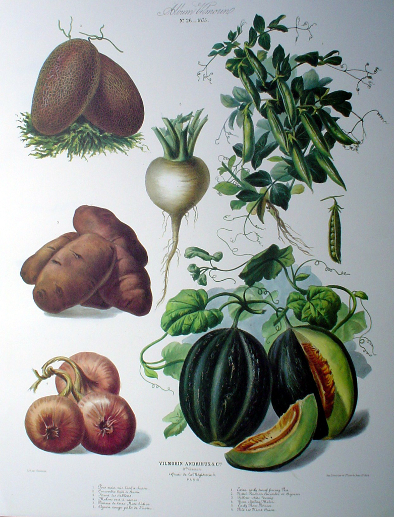 Botanical No.26,1875 Melon Potato Turnip Peas Cucumber by Vilmorin Seed Co - offset lithograph fine art print