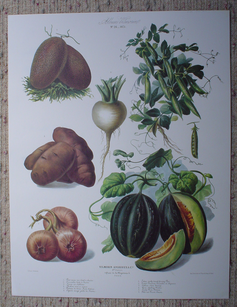 Botanical No.26,1875 Melon Potato Turnip Peas Cucumber by Vilmorin Seed Co, shown with full margins - offset lithograph fine art print