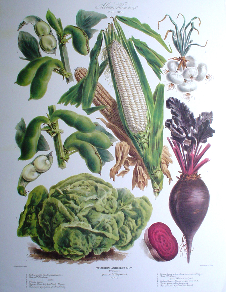 Botanical No.31,1880 Lettuce Beet Corn Bean Onion by Vilmorin Seed Co - offset lithograph fine art print