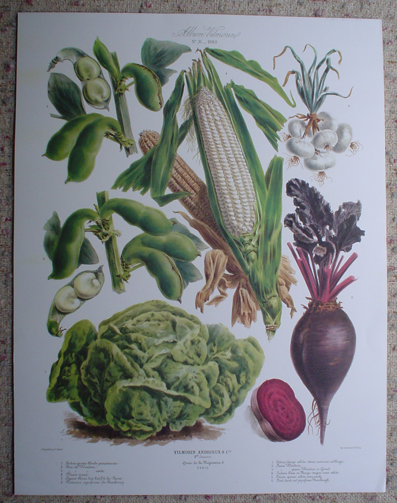 Botanical No.31,1880 Lettuce Beet Corn Bean Onion by Vilmorin Seed Co, shown with full margins - offset lithograph fine art print