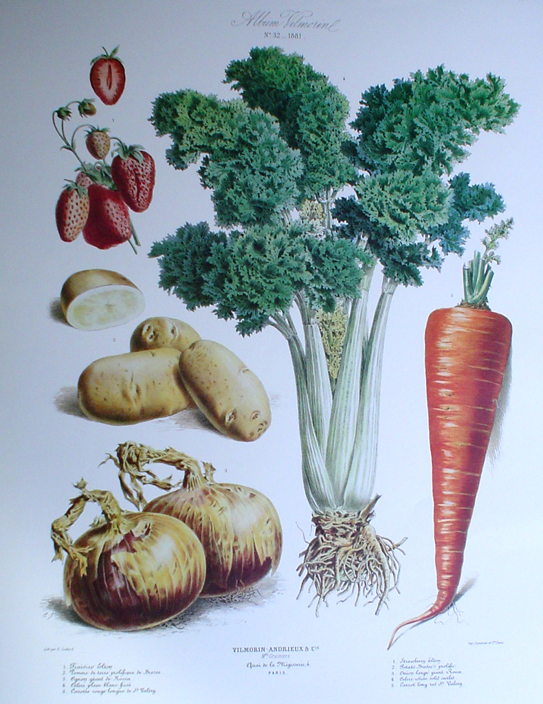 Botanical No.32,1881 Strawberry Celery Carrot Onion Potato by Vilmorin Seed Co - offset lithograph fine art print