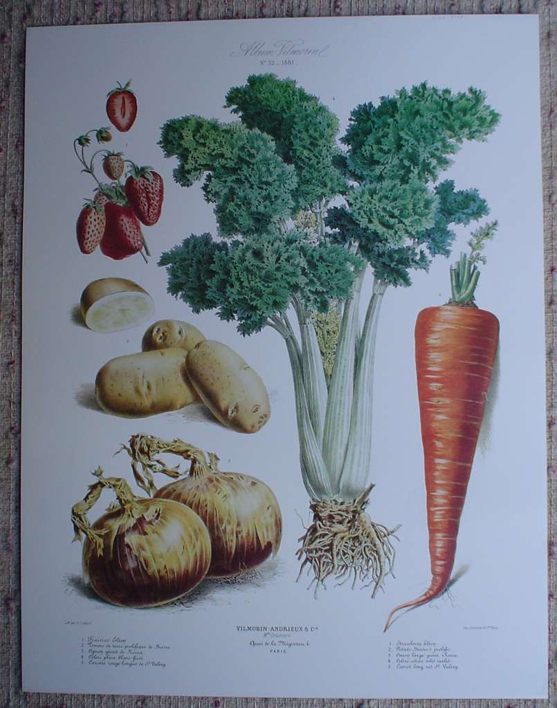 Botanical No.32,1881 Strawberry Celery Carrot Onion Potato by Vilmorin Seed Co, shown with full margins - offset lithograph fine art print
