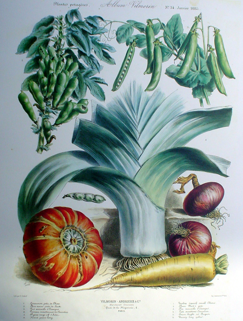 Botanical No.34,1883 Botanical No.34,1883 Squash Leek Peas Onion Carrot by Vilmorin Seed Co - offset lithograph fine art print