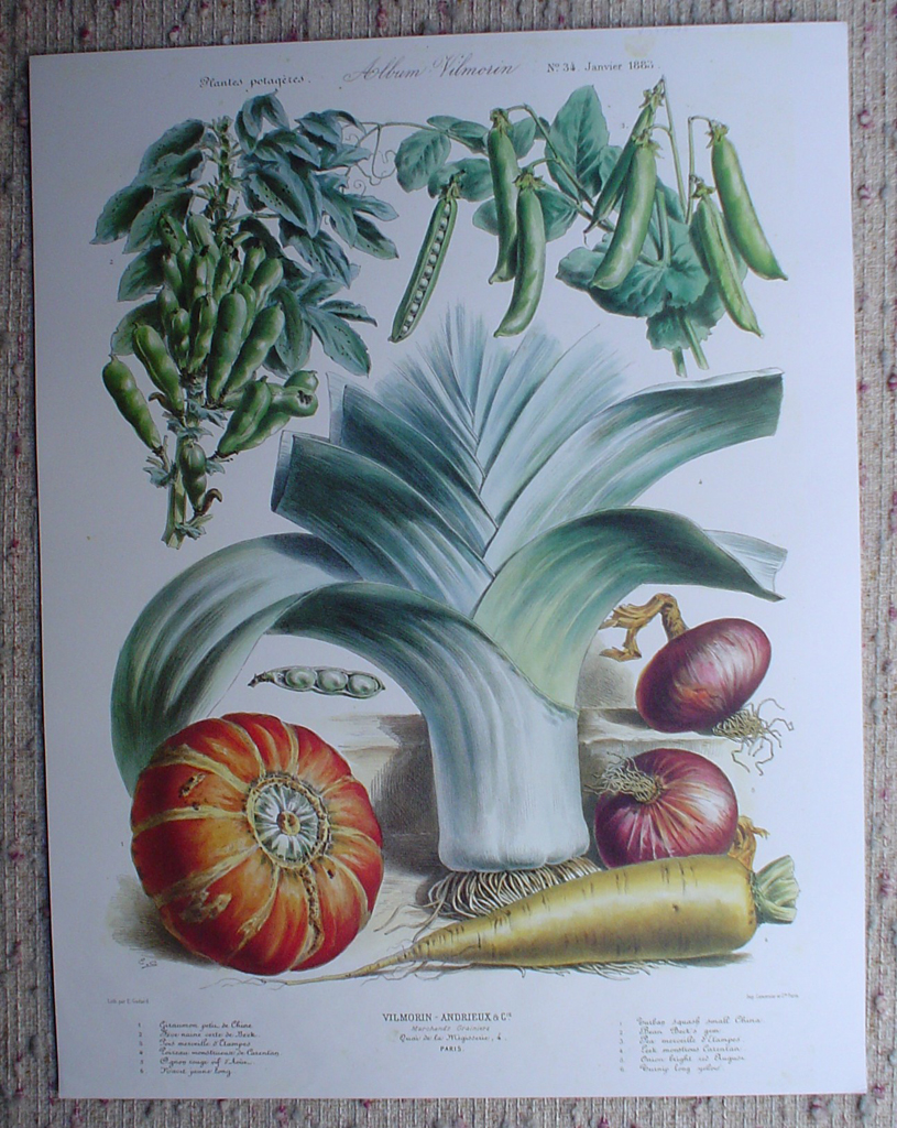 Botanical No.34,1883 Squash Leek Peas Onion Carrot by Vilmorin Seed Co, shown with full margins - offset lithograph fine art print