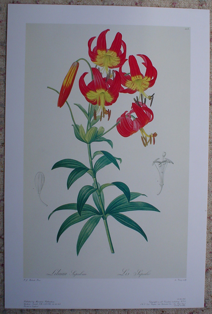 Botanical, Lilium Superbum by Pierre Joseph Redoute, shown with full margins - offset lithograph fine art print
