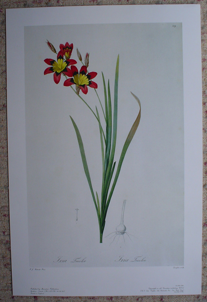 Botanical, Ixia Tricolor by Pierre Joseph Redoute, shown with full margins - offset lithograph fine art print
