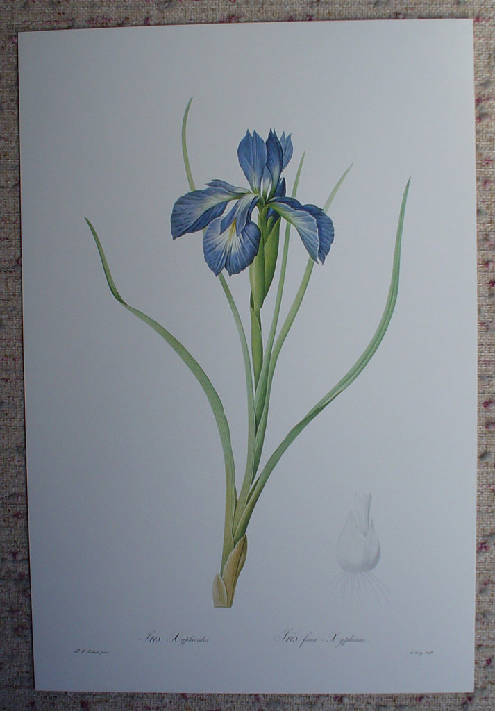 Botanical, English Iris by Pierre Joseph Redoute, shown with full margins - offset lithograph fine art print