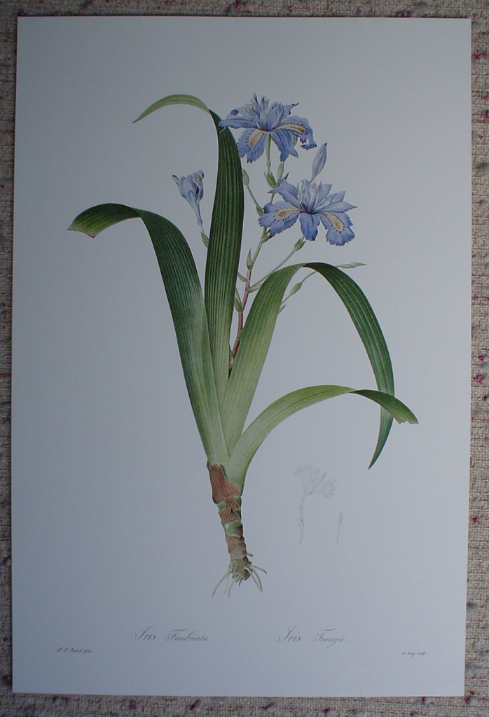 Botanical, Iris Japonica by Pierre Joseph Redoute, shown with full margins - offset lithograph fine art print