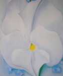 White Pansy by Georgia O'Keeffe - offset lithograph fine art reproduction