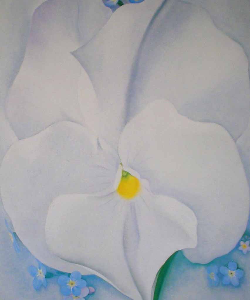 o’keeffe – White Pansy | Kerrisdale Gallery