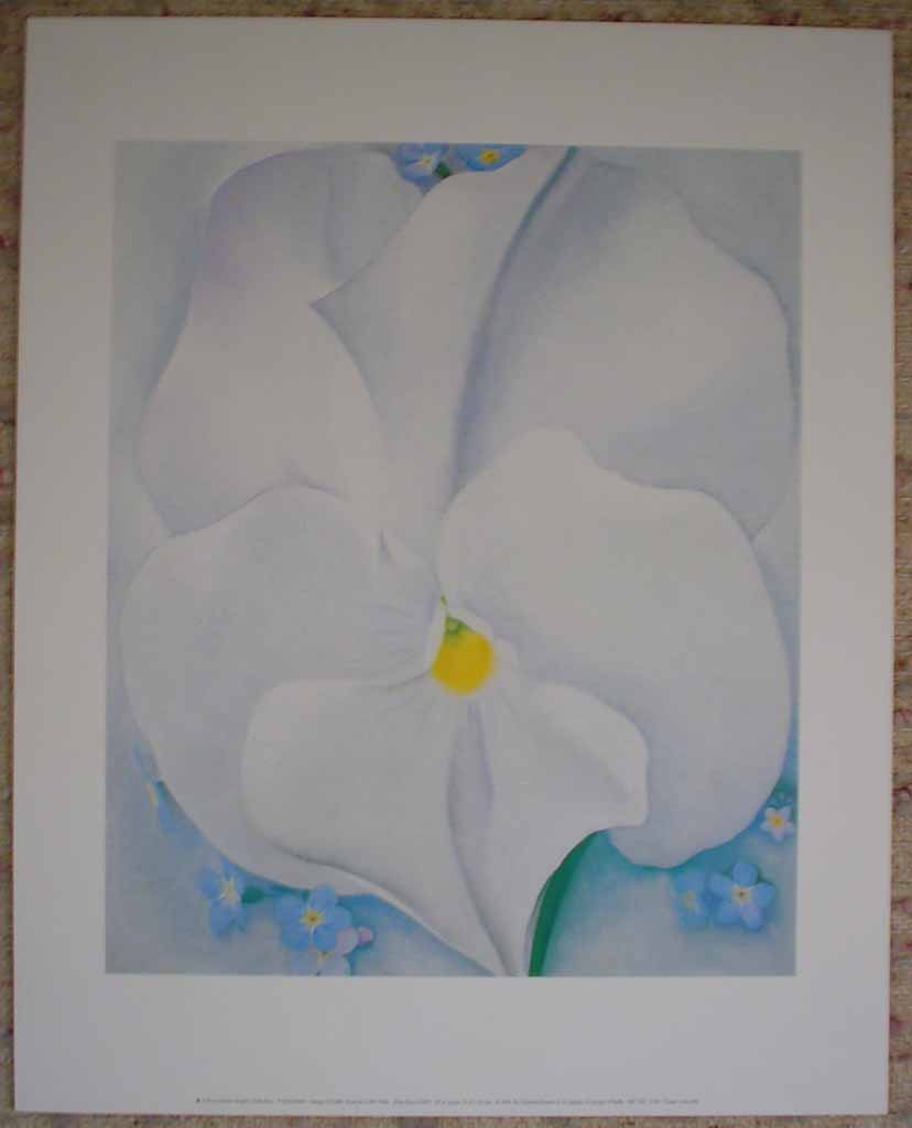White Pansy by Georgia O'Keeffe, shown with full margins - offset lithograph fine art reproduction