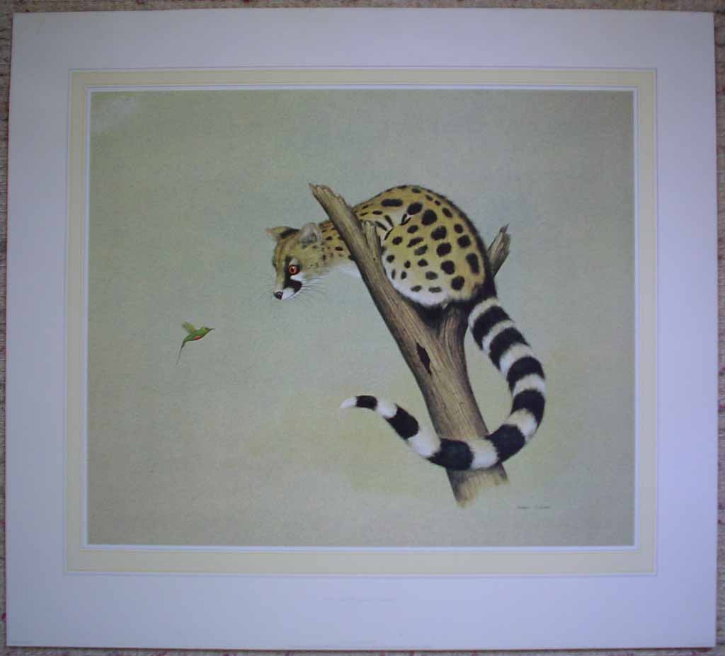 Genet And The Beautiful Sunbird by Andrew Cooper, shown with full margins - offset lithograph reproduction vintage fine art print