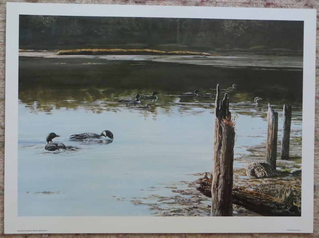 Swimming Canada Geese (untitled) by Lissa Calvert, shown with full margins - offset lithograph reproduction vintage fine art print