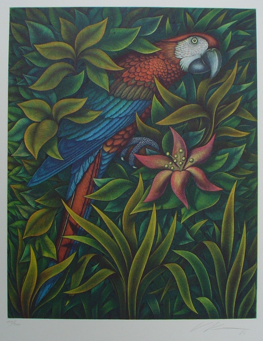 Macaw by Volker Kühn (ie. Volker Kuehn) - original hand-coloured etching - numbered 11/300, signed and dated '86 in pencil by artist