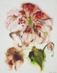"Red Fire Lily" by Klaus Meyer Gasters - vintage 1977 offset lithograph reproduction watercolour collectible fine art print (size 12.5 x 10.75 inches/31.75 x 27 cm) - KerrisdaleGallery.com