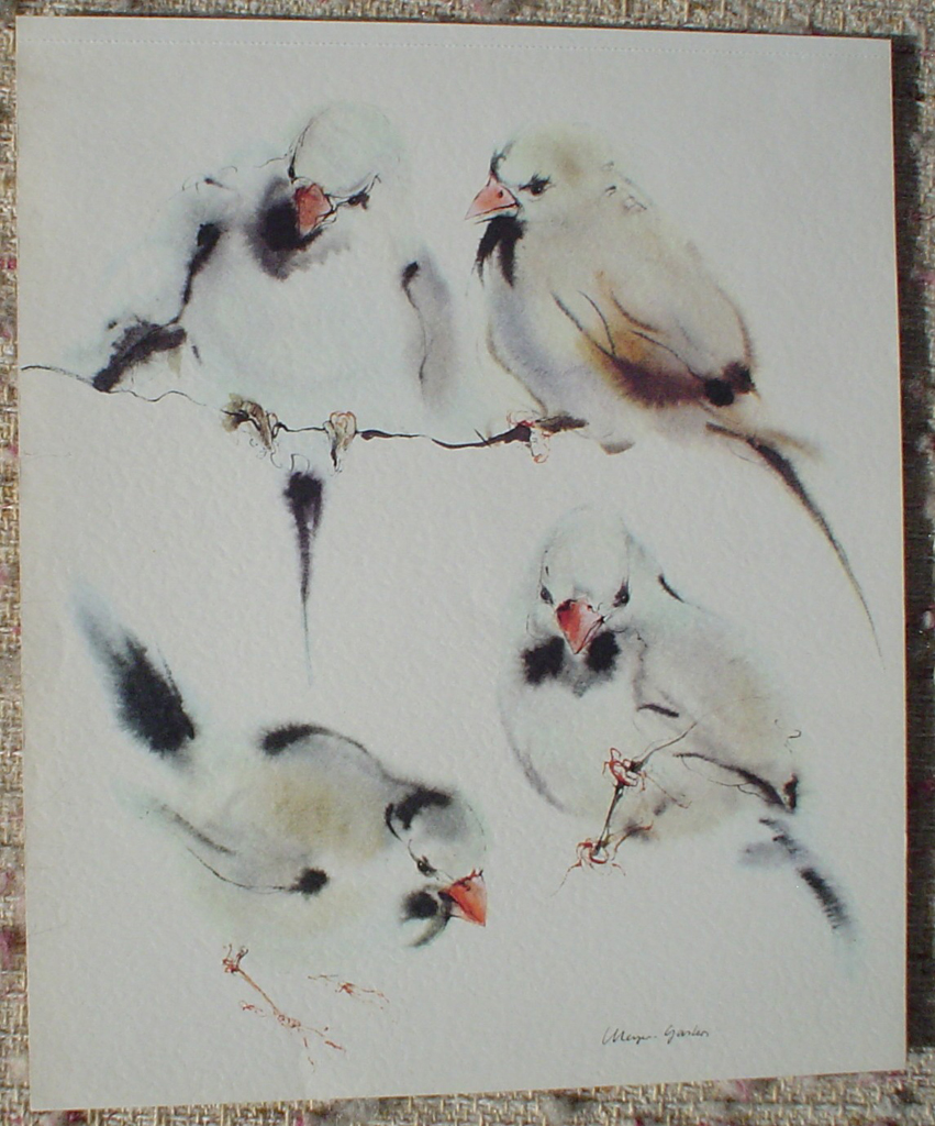 "Four Finches" in German:"Amadinen" by Klaus Meyer Gasters, shown with full margins - vintage 1977 offset lithograph reproduction watercolour collectible fine art print (size 12.5 x 10.75 inches/31.75 x 27 cm) - KerrisdaleGallery.com