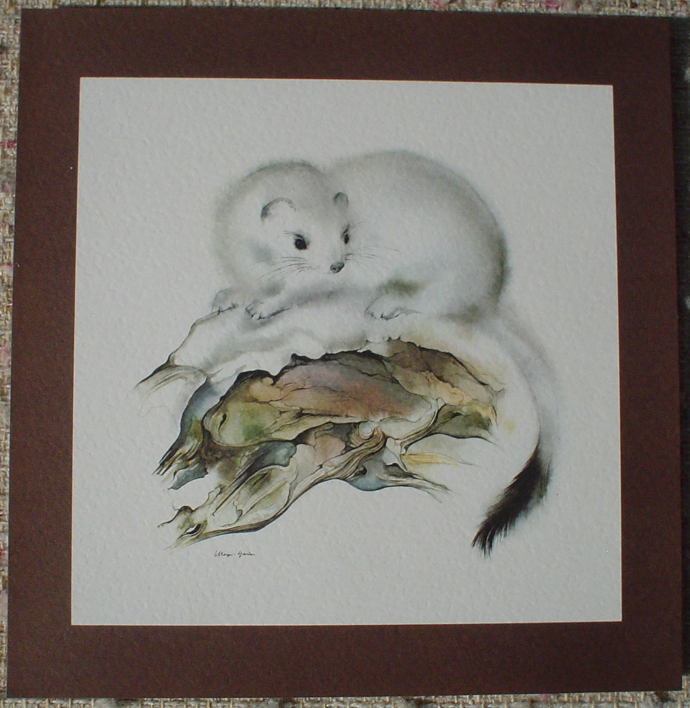 "Ermine" in German:"Hermelin" by Klaus Meyer Gasters, shown with full margin - vintage offset lithograph reproduction watercolour collectible art print from 1981 (size 12 x 11.5 inches/30.5 x 29.25 cm) - KerrisdaleGallery.com