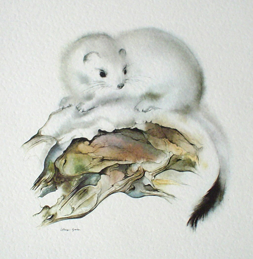 "Ermine" in German:"Hermelin" by Klaus Meyer Gasters - vintage offset lithograph reproduction watercolour collectible art print from 1981 (size 12 x 11.5 inches/30.5 x 29.25 cm) - KerrisdaleGallery.com