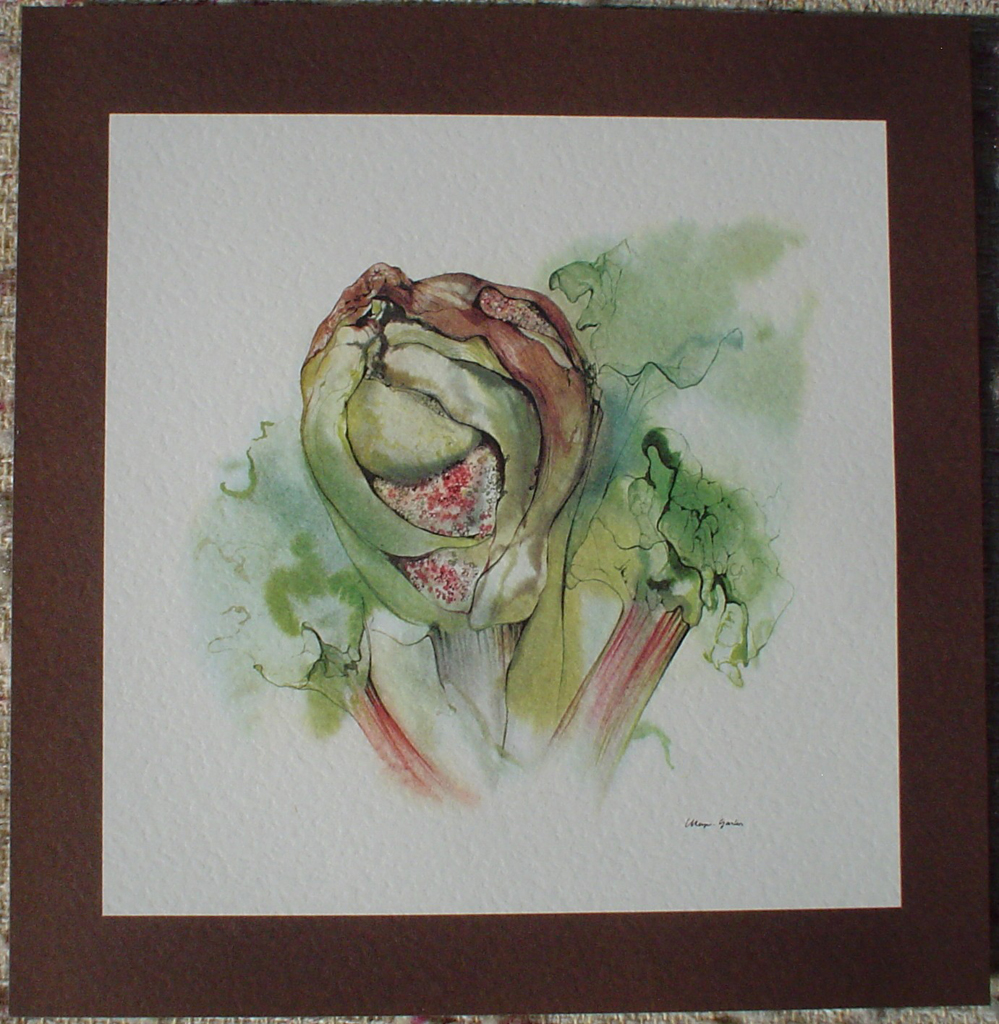 "Bud Gone To Seed" by Klaus Meyer Gasters, shown with full margin - vintage offset lithograph reproduction watercolour collectible art print from 1981 (size 12 x 11.5 inches/30.5 x 29.25 cm) - KerrisdaleGallery.com
