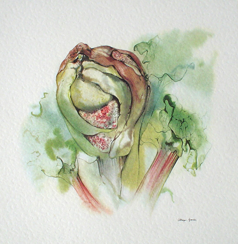 "Bud Gone To Seed" by Klaus Meyer Gasters - vintage offset lithograph reproduction watercolour collectible art print from 1981, (size 12.5 x 10.75 inches/31.75 x 27 cm) - KerrisdaleGallery.com