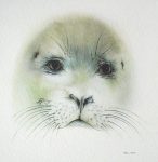 "Seal Pup Face" by Klaus Meyer Gasters - vintage offset lithograph reproduction watercolour collectible art print from 1981 (size 12 x 11.5 inches/30.5 x 29.25 cm) - KerrisdaleGallery.com