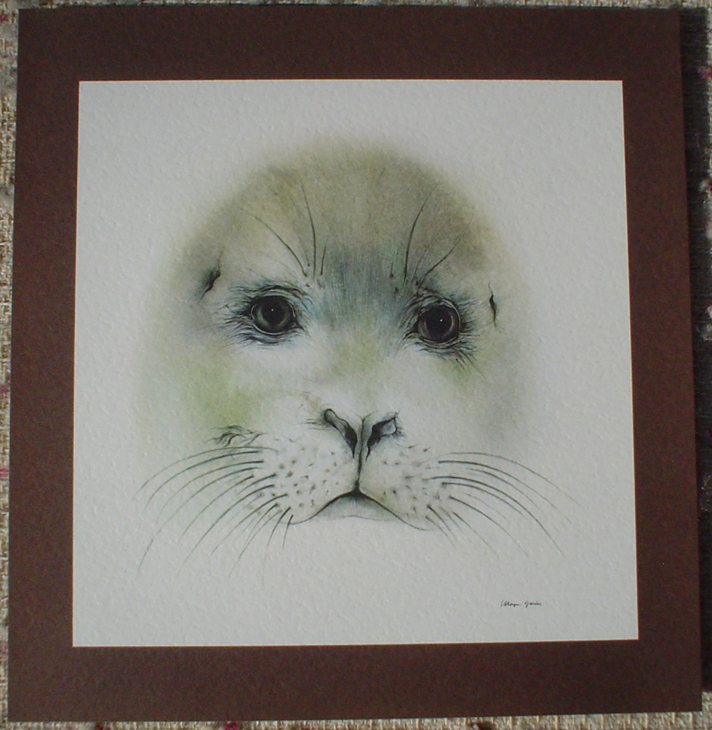 "Seal Pup Face" by Klaus Meyer Gasters, shown with full margin - vintage offset lithograph reproduction watercolour collectible art print from 1981 (size 12 x 11.5 inches/30.5 x 29.25 cm) - KerrisdaleGallery.com