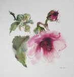 "Red Hibiscus Flower With Bud" by Klaus Meyer Gasters - vintage offset lithograph reproduction watercolour collectible art print from 1981 (size 12 x 11.5 inches/30.5 x 29.25 cm) - KerrisdaleGallery.com