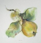 "Yellow Quince" in German:"Quitte" by Klaus Meyer Gasters - vintage offset lithograph reproduction watercolour collectible art print from 1981 (size 12 x 11.5 inches/30.5 x 29.25 cm) - KerrisdaleGallery.com