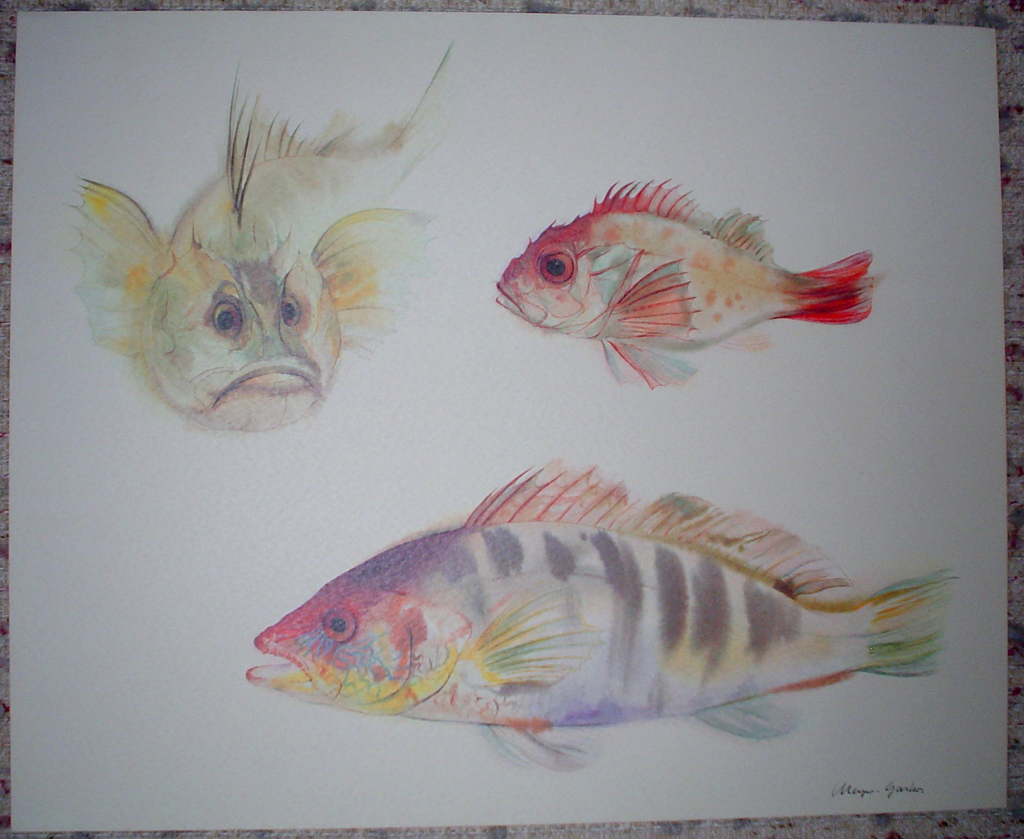 "Three Exotic Fish" by Klaus Meyer Gasters, shown with full margins - vintage 1970's/1980's offset lithograph reproduction watercolour collectible fine art print (size approx. 15 x 18.5 inches/ ca 38 x 47 cm) - KerrisdaleGallery.com