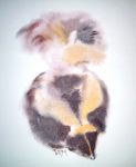 "Skunk" by Klaus Meyer Gasters - vintage 1970's/1980's offset lithograph reproduction watercolour collectible fine art print (size approx. 15 x 18.5 inches/ ca 38 x 47 cm)- KerrisdaleGallery.com