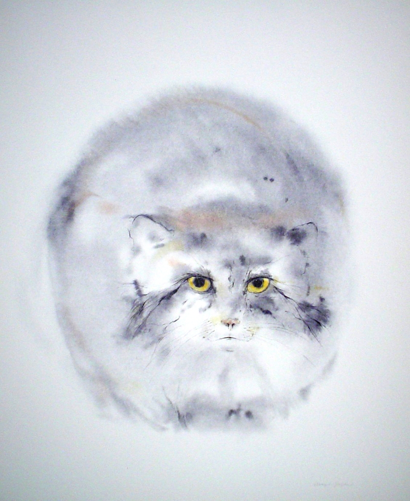 "Pallas Cat", in German: "Manulkatze" by Klaus Meyer Gasters - vintage 1970's/1980's offset lithograph reproduction watercolour collectible fine art print (size approx. 15 x 18.5 inches/ ca 38 x 47 cm) - KerrisdaleGallery.com