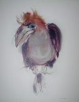 "Clubbed Hornbill Bird", in German: "Keulenhornvogel" by Klaus Meyer Gasters - vintage 1970's/1980's offset lithograph reproduction watercolour collectible fine art print (size approx. 15 x 18.5 inches/ ca 38 x 47 cm) - KerrisdaleGallery.com